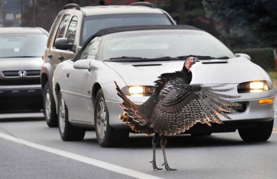 Photo: ##http://i.telegraph.co.uk/telegraph/multimedia/archive/01521/turkey-traffic_1521569i.jpg##The Daily Telegraph##