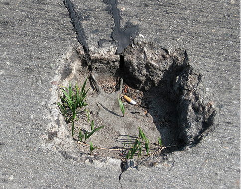 I have no idea if this pothole on Sunset Boulevard was ever filled, this phot is from 20 months ago.  But you know what's a really bad sign?  When your potholes are growing grass.  Photo:##http://www.flickr.com/photos/sreed99342/3532530951/##SReed99342/Flickr##