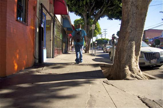 A man summits the mini-mogul created by the ficus along Cesar Chavez. It's hard to tell from the photo, but the the slabs of cement are probably raised between 4 and 6 inches, in a peak that could easily trip up an elderly or disabled person. Sahra Sulaiman/LA Streetsblog