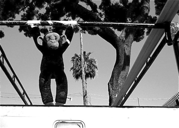A monkey is tied to the back of a pick-up truck along Venice Blvd. and wears the same expression I do when I am stuck in a car. Sahra Sulaiman/LA Streetsblog