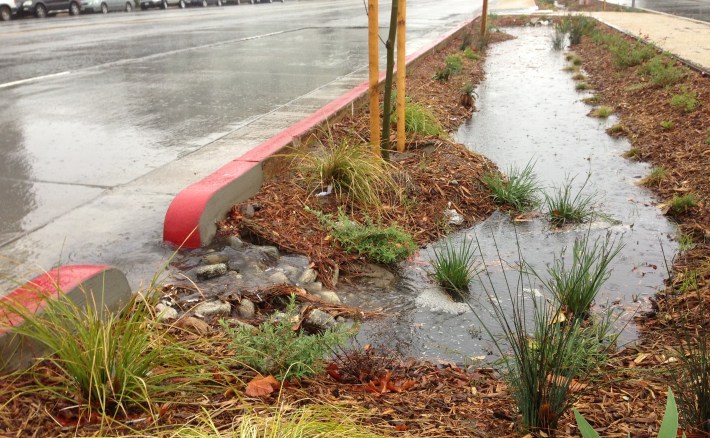 Upstream end of the Woodman Avenue project where the curb has been opened to allow water to flow into the vegetated swale. photo: Joe Linton/LA Streetsblog