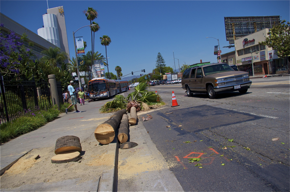 Trees come down along Crenshaw Blvd. Sahra Sulaiman/LA Streetsblog