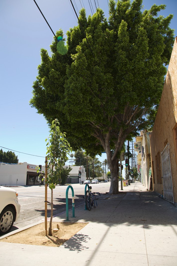 A mature ficus slated for removal stands next to the kind of tree that is likely to replace it along 1st Street in Boyle Heights. Sahra Sulaiman/Streetsblog L.A.