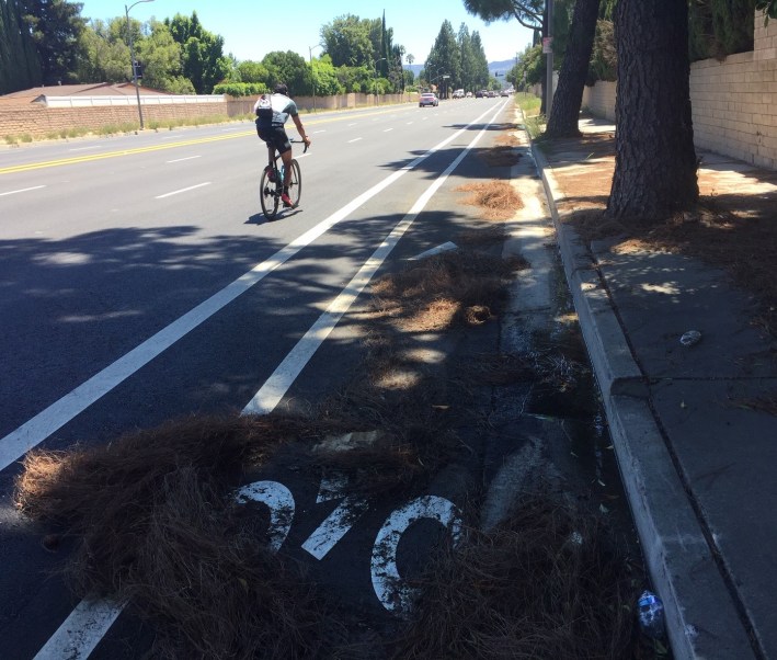 New buffered bike lanes (already filled with pine needles) on Tampa Avenue from Devonshire Street to Superior Street in Northridge